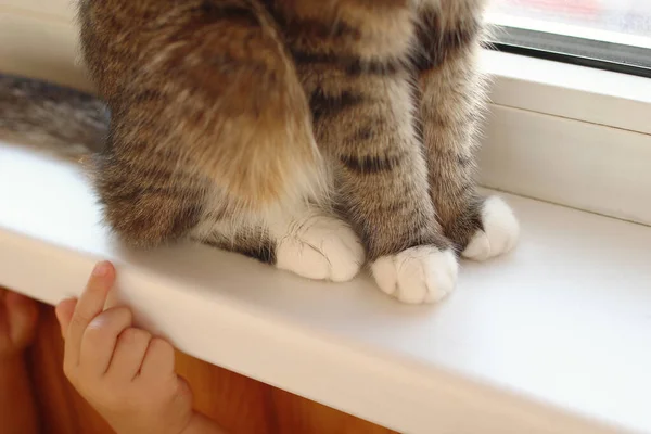 Großaufnahme Von Flauschigen Katzenpfoten Kind Versucht Eine Katze Mit Der — Stockfoto
