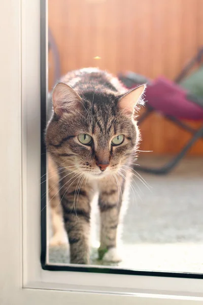 Bonito Gato Cabelo Curto Marrom Tabby Com Olhos Verdes Está — Fotografia de Stock