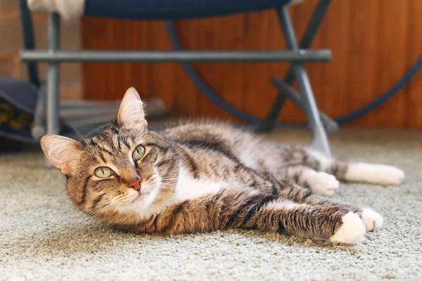 Schattig Kort Haar Bruin Tabby Kat Met Groene Ogen Rust — Stockfoto