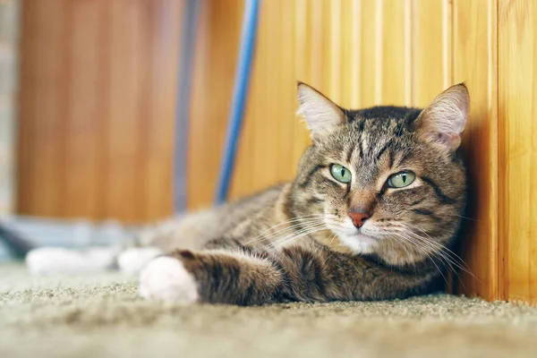 緑の目をしたかわいい髪の茶色のタビー猫がバルコニーの床に休んでいます — ストック写真