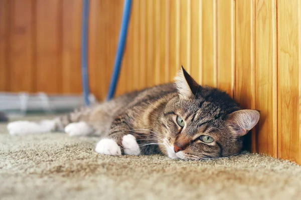 緑の目をしたかわいい髪の茶色のタビー猫がバルコニーの床に休んでいます — ストック写真