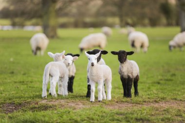 Spring Lambs Baby Sheep in A Field clipart