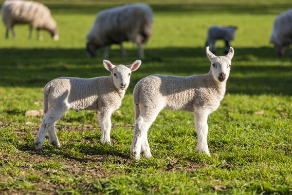 Spring Lambs Baby Sheep in A Field — Stock Photo, Image