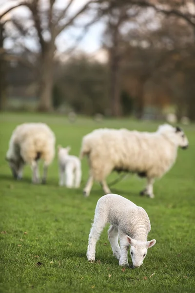 Pecore e agnelli bambino primavera in un campo — Foto Stock