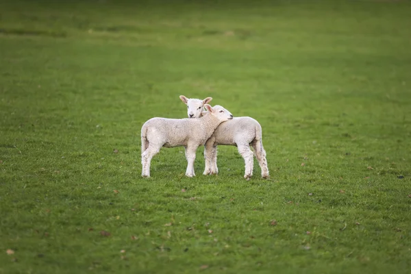 スプリングは、フィールドの赤ちゃん羊を羊します。 — ストック写真