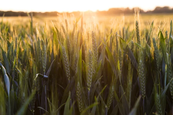 Campo de granja de trigo al atardecer o al amanecer de oro —  Fotos de Stock