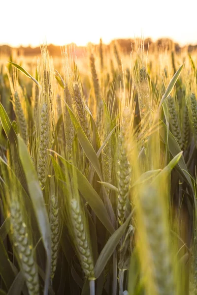 Campo de granja de trigo al atardecer o al amanecer de oro —  Fotos de Stock