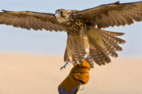 Falconer Usando Luva Falcoaria Segurando Seu Pássaro Falcão Local Deserto — Fotografia de Stock