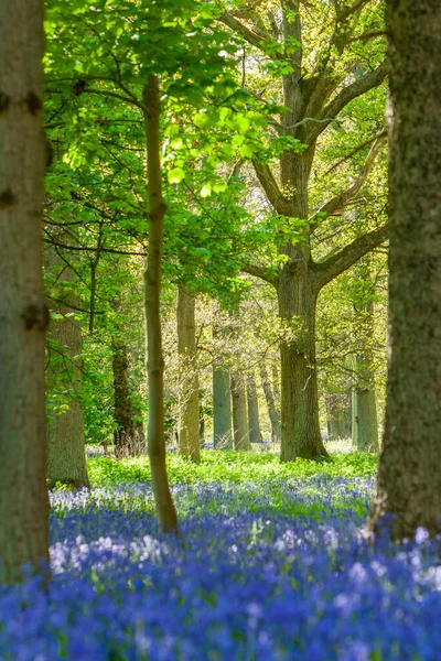 蓝铃木或森林 春天开满了蓝色的花和树 — 图库照片