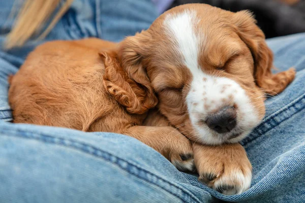 Cute Jasnobrązowy Szczeniak Spaniel Śpi Kolanach Osoby Niebieskich Dżinsach — Zdjęcie stockowe