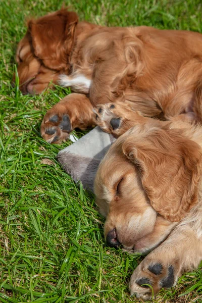 Cute Brown Puppy Dogs Sleeping Sunshine Grass — Stock Photo, Image