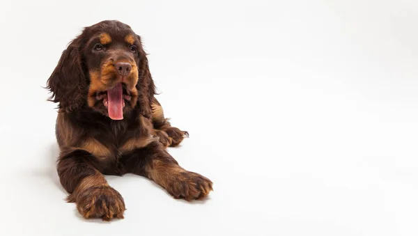 Cão Bonito Cocker Spaniel Cachorro Olhando Sedento Com Língua Pendurada — Fotografia de Stock