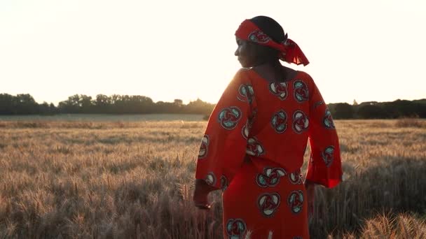 Αφρικανή Αγρότισσα Παραδοσιακά Ρούχα Που Στέκεται Χωράφι Καλλιέργειες Σιτάρι Κριθάρι — Αρχείο Βίντεο