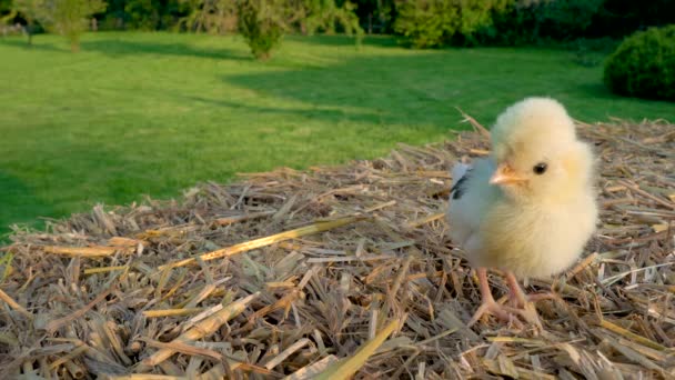 Video Clip Una Simpatica Pollastrella Gialla Baby Poland Chicken Seduta — Video Stock