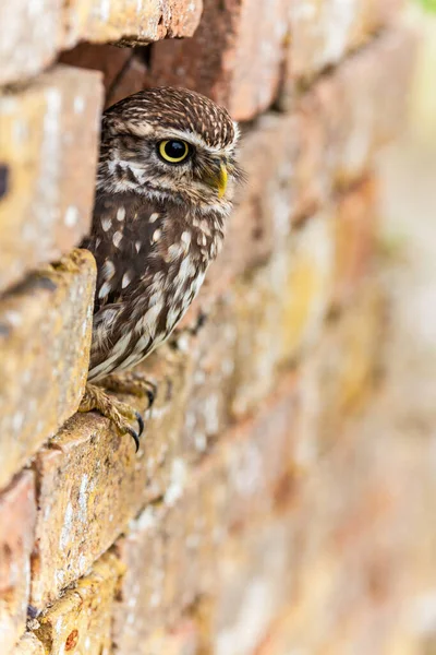 Ein Steinkauz Blickt Aus Seinem Loch Der Wand — Stockfoto