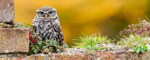 Panorama Van Kleine Uil Zit Alleen Een Muur Panoramische Web — Stockfoto