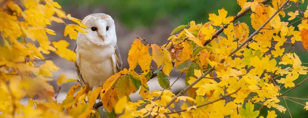 Common Barn Owl Tyto Alba Stromě Během Podzimu Nebo Podzimu — Stock fotografie