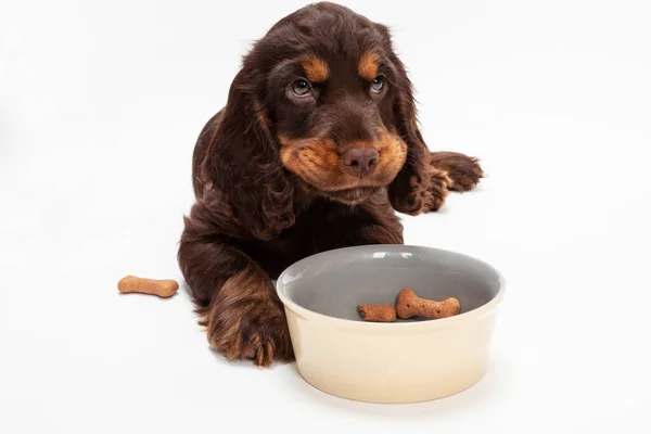 可愛いですコッカー スパニエル子犬犬から上を見て食べるボンデージ形ビスケットで犬ボウル — ストック写真