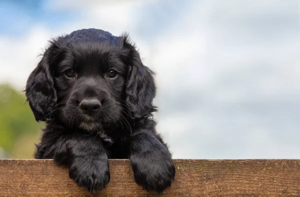 Cute Black Puppy Dog Leaning Wooden Fence — Stock Photo, Image