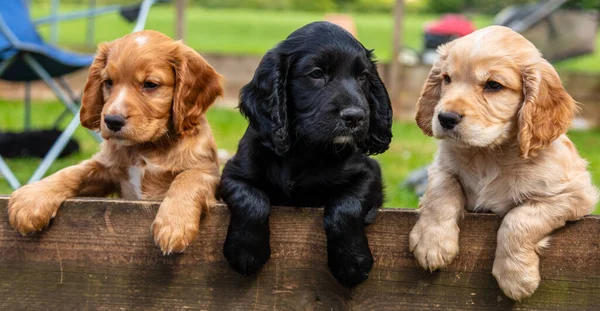 Three Cute Brown Black Puppies Puppy Dogs Leaning Fence — Stock Photo, Image