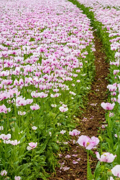 Vägen Genom Rosa Vallmo Blommor Som Växer Sommar Vallmo Fält — Stockfoto