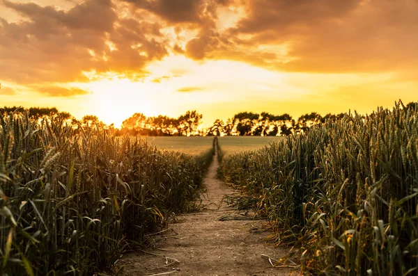 Puesta Sol Nubes Sobre Campo Trigo Con Camino Los Árboles —  Fotos de Stock