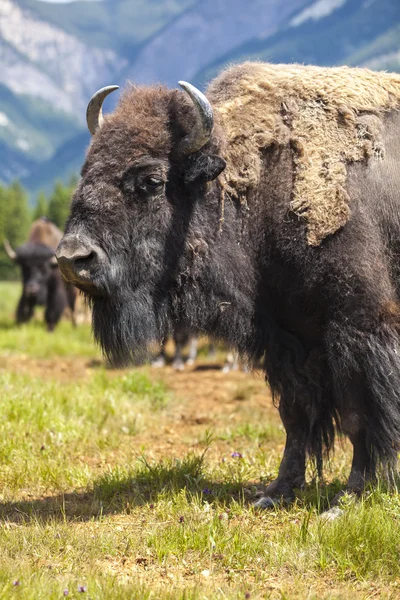 American Bison or Buffalo — Stock Photo, Image