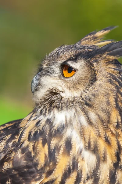 Búho águila europea — Foto de Stock