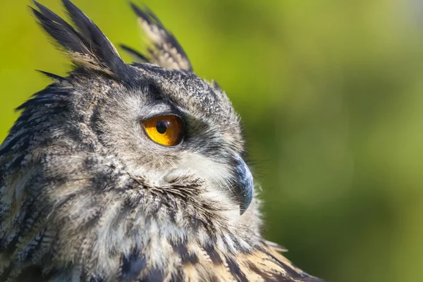 European Eagle Owl — Stock Photo, Image