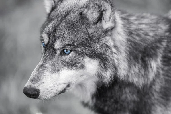 pix Beautiful White Wolf Pictures With Blue Eyes 5 862 wolf blue eyes stock photos