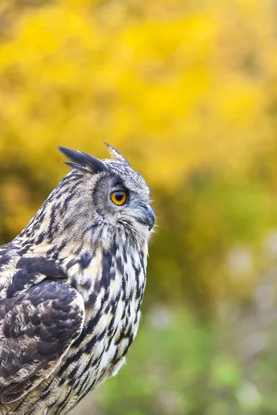 Європейська орел Сова — стокове фото