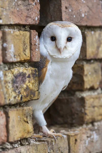 Barn Owl kijken uit een gat in een muur — Stockfoto