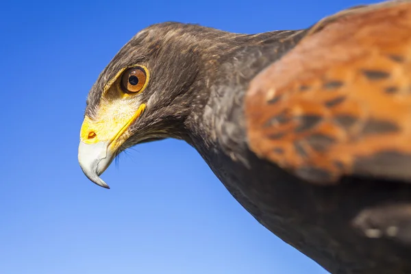 Harris Hawk bir yırtıcı kuş — Stok fotoğraf