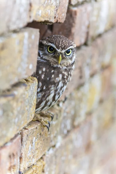 Little Owl kijken uit een gat in een muur — Stockfoto