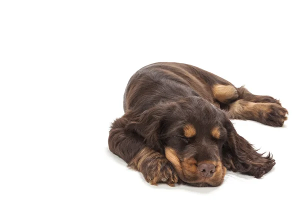 Cão bonito Cocker Spaniel cachorro dormindo — Fotografia de Stock