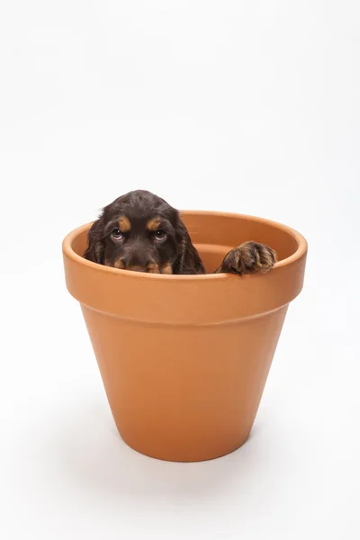 Cute Cocker Spaniel Puppy Dog in Flower Pot — Stock Photo, Image