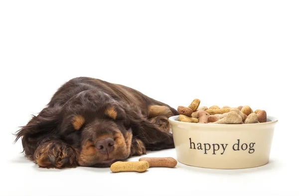 Schattig Cocker Spaniel Puppy, hond slapen door Bowl van koekjes — Stockfoto