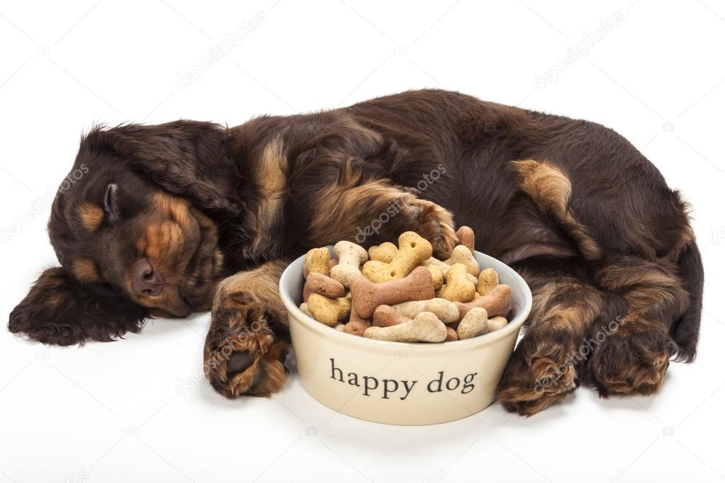 cocker spaniel bowls