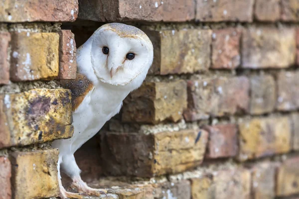 Barn Owl kijken uit een gat in een muur — Stockfoto