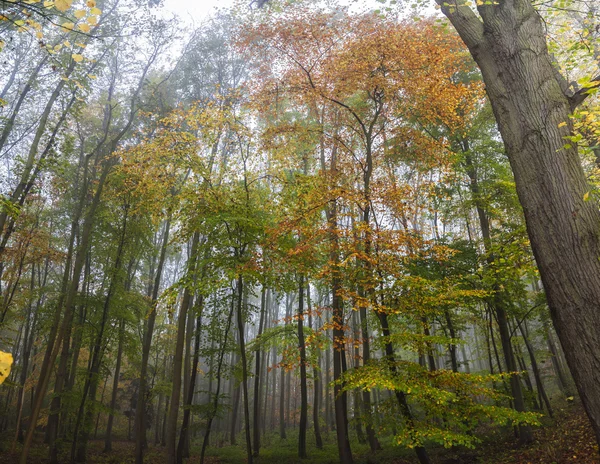 가 또는을에 안개가 자욱한 숲 숲 나무 — 스톡 사진