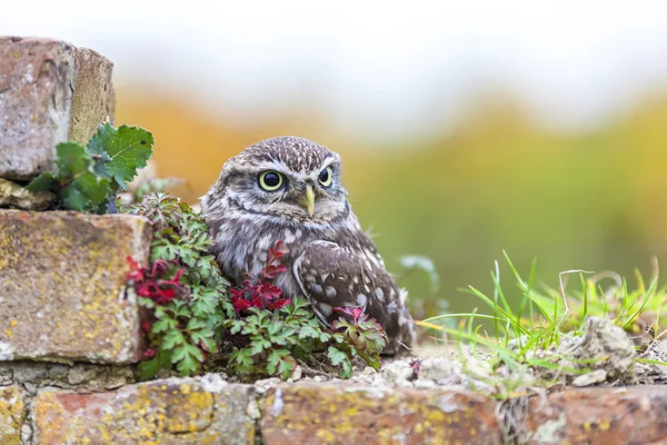 Little Owl sitter på en vägg — Stockfoto