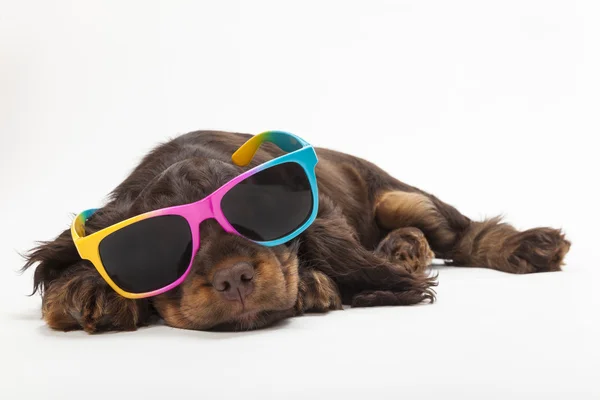 Lindo Cocker Spaniel cachorro perro usando gafas de sol —  Fotos de Stock