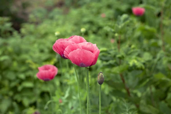 Yeşil çayırda pembe haşhaş çiçeği 