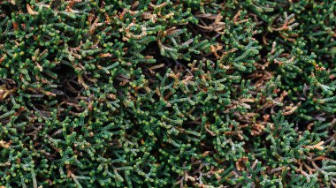 Dallara benzeyen küçük bitkilerin yakın plan fotoğrafı.