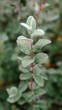 Böğürtlenli dal ve soluk yeşil yapraklı