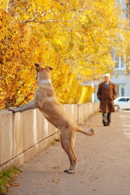 Köpek, altın sonbahar ağaçlarının altında arka ayakları üzerinde duran insana bakar.