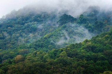 Orman dağı sisli kozalaklı ağaçlarla