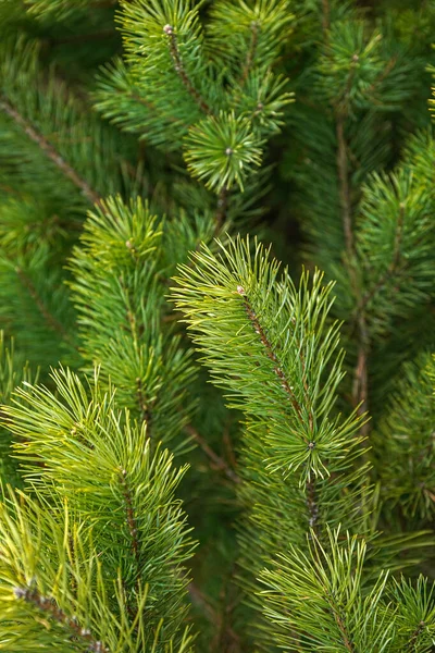 Background of green spruce branches and spruce needles — Stock Photo, Image