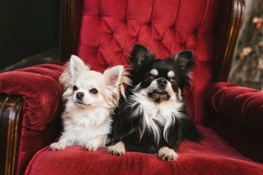İki uzun saçlı chihuahua kırmızı kadife sandalyede uzanır.