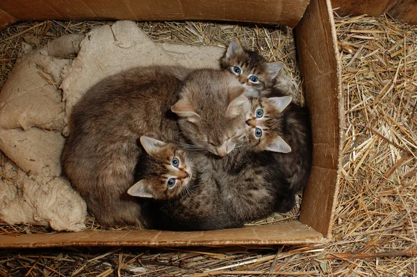 Anne kedi ve kedi yavruları kutuda.
